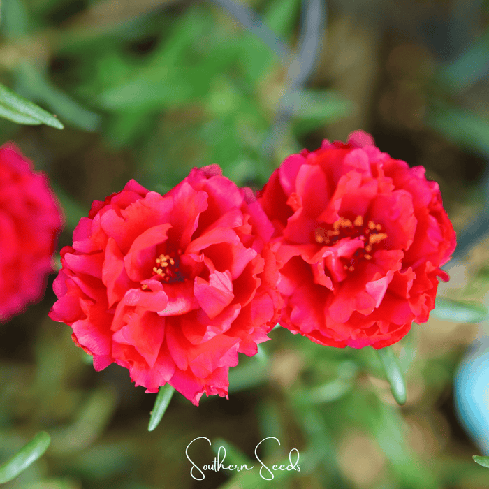 Red Moss Rose