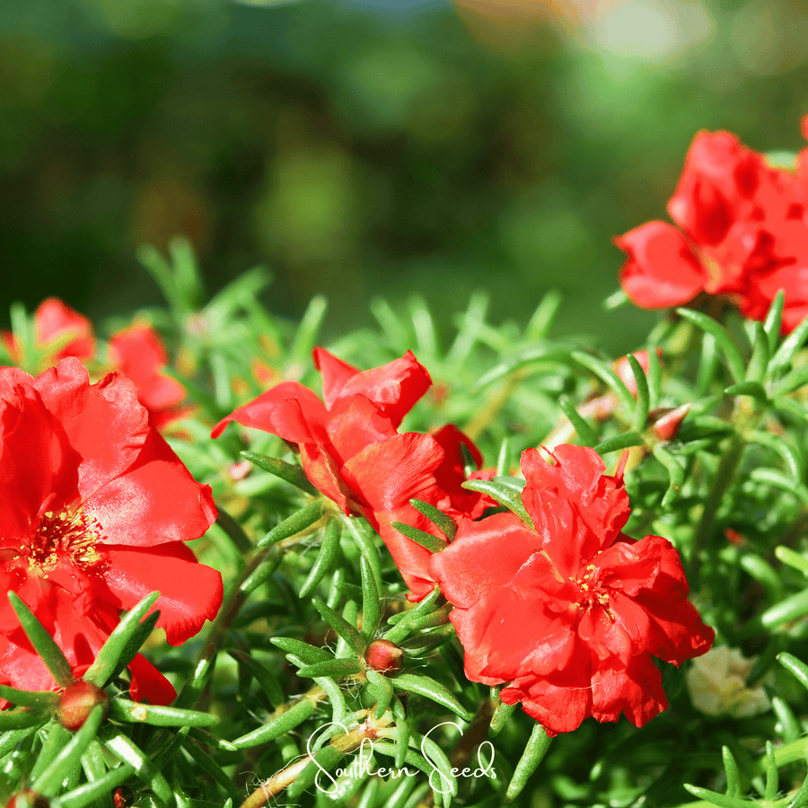 Red Moss Rose