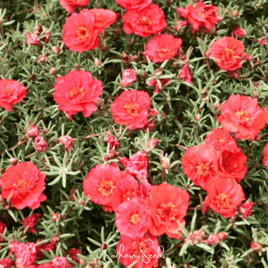 Red Moss Rose