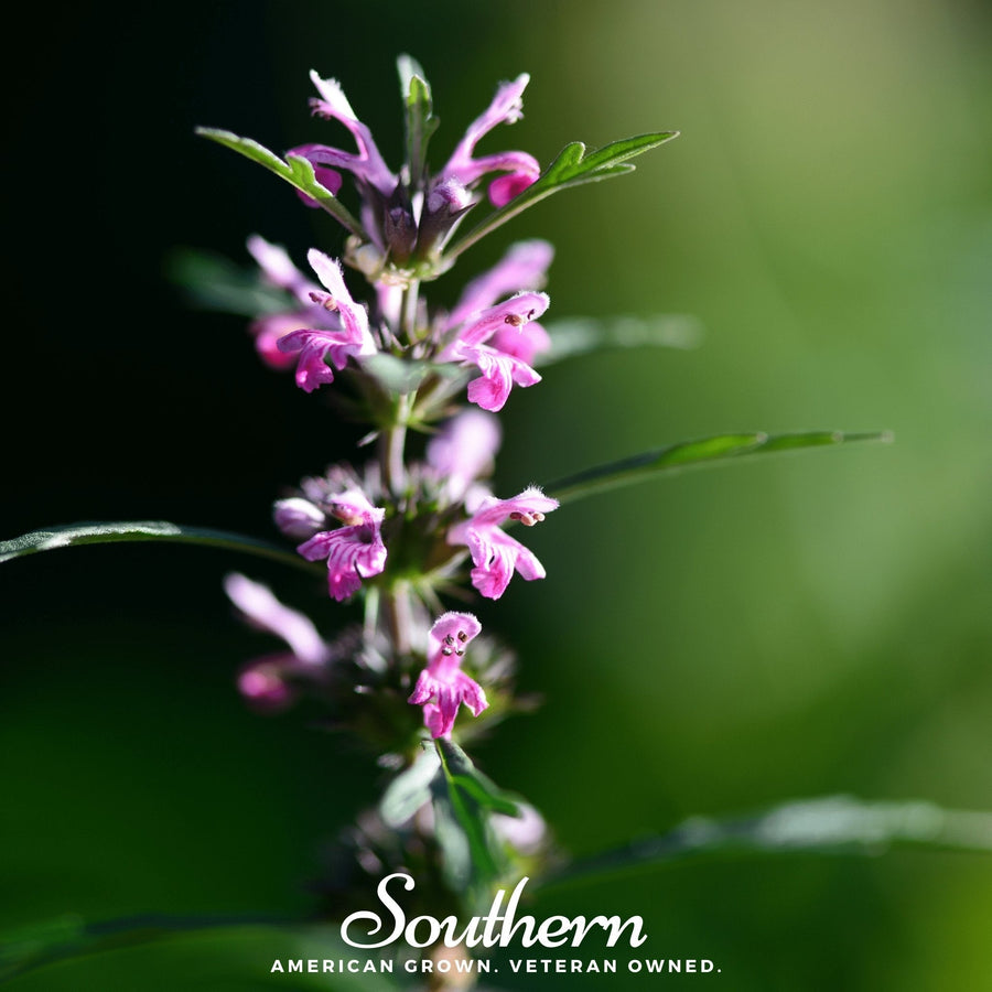 Motherwort