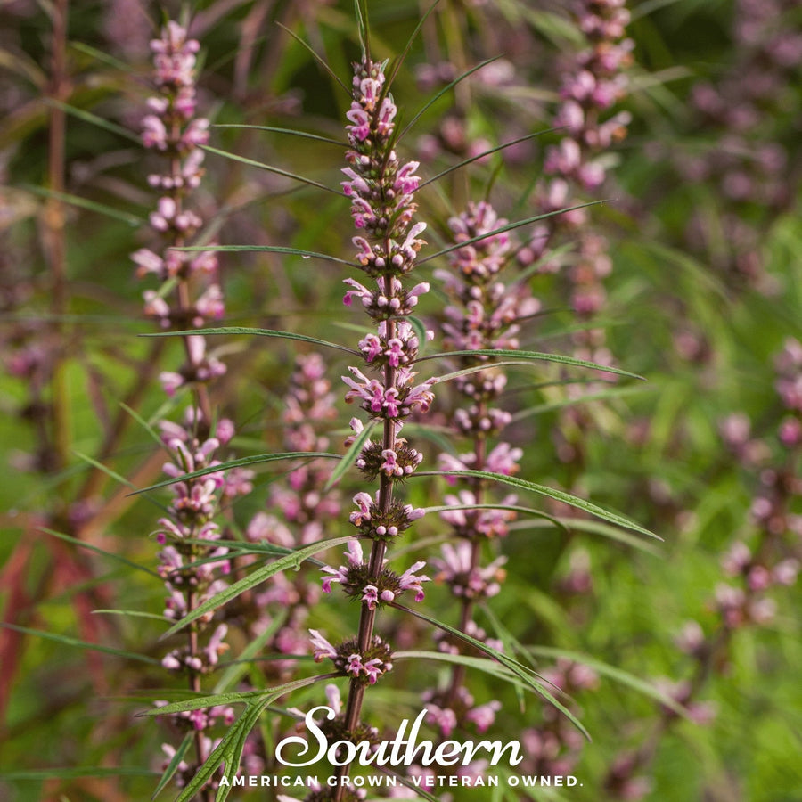 Motherwort