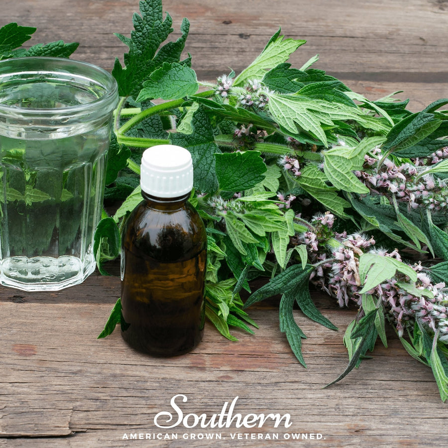 Motherwort