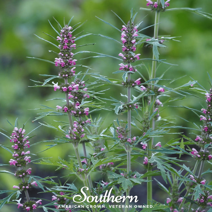 Motherwort