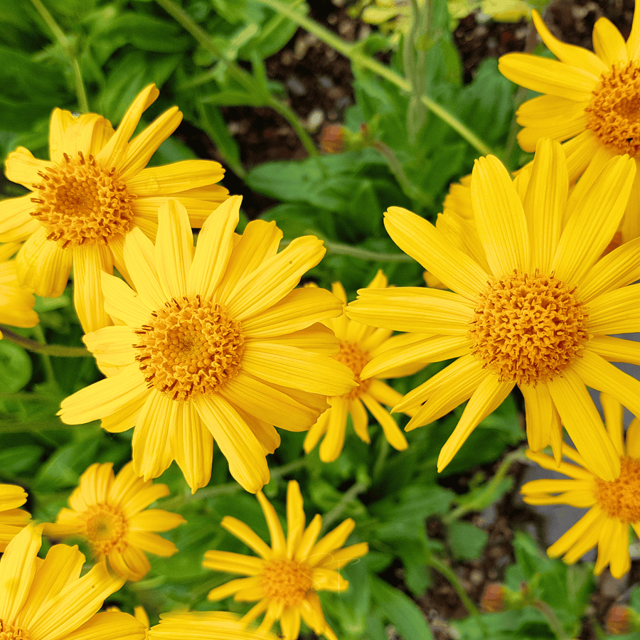 Mountain Arnica