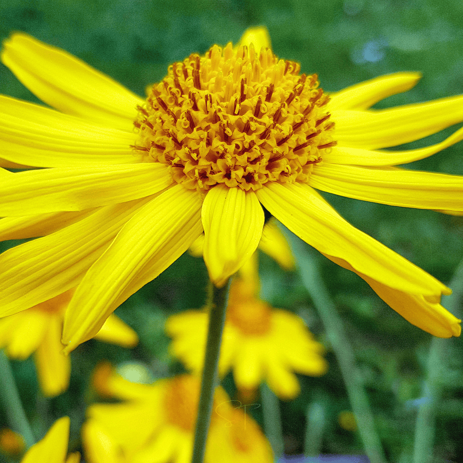 Mountain Arnica