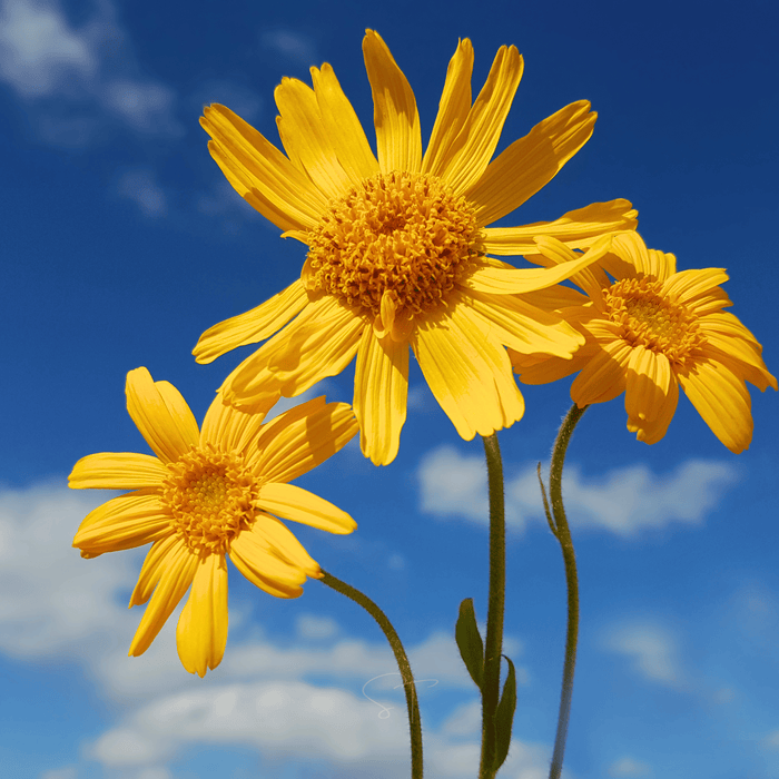 Mountain Arnica