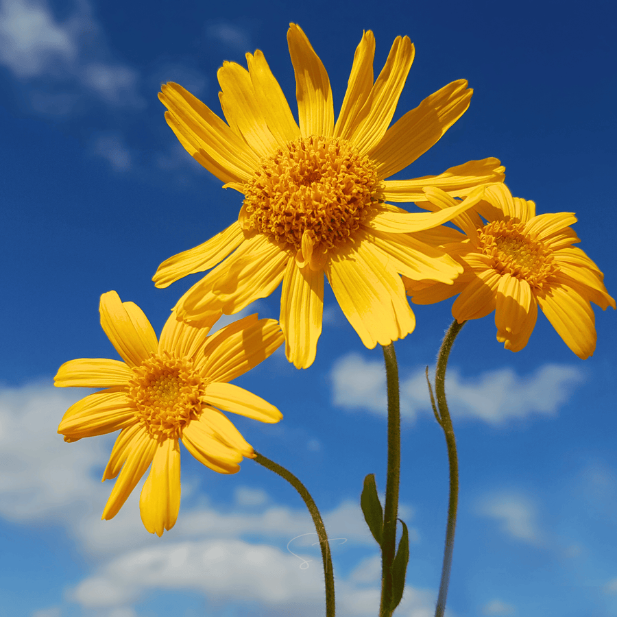 Mountain Arnica