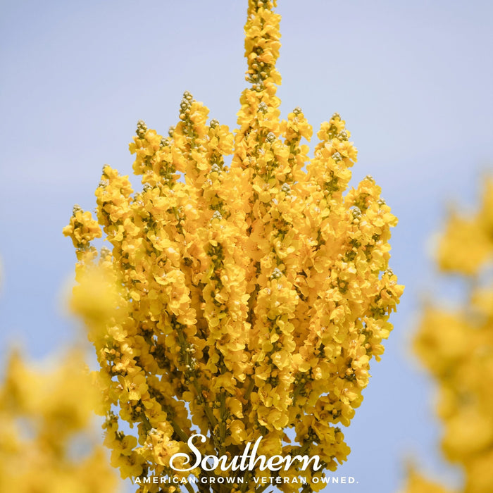 Greek Mullein