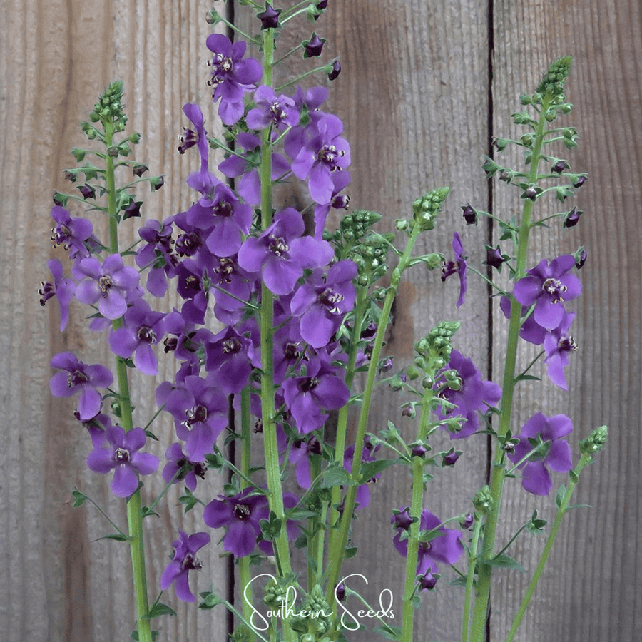 Purple Mullein – 50 Seeds