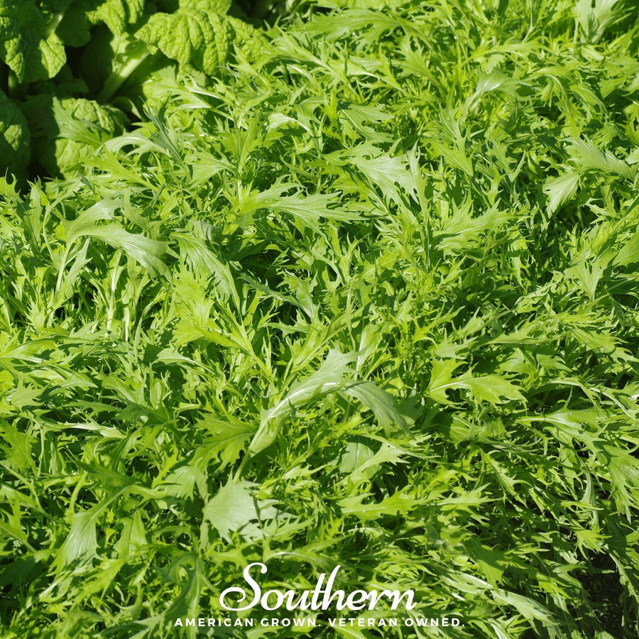 Mizuna Early Mustard