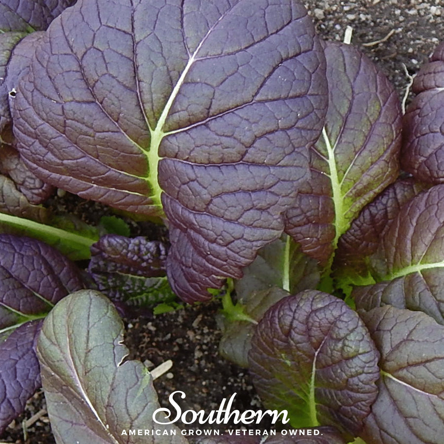 Osaka Purple Mustard