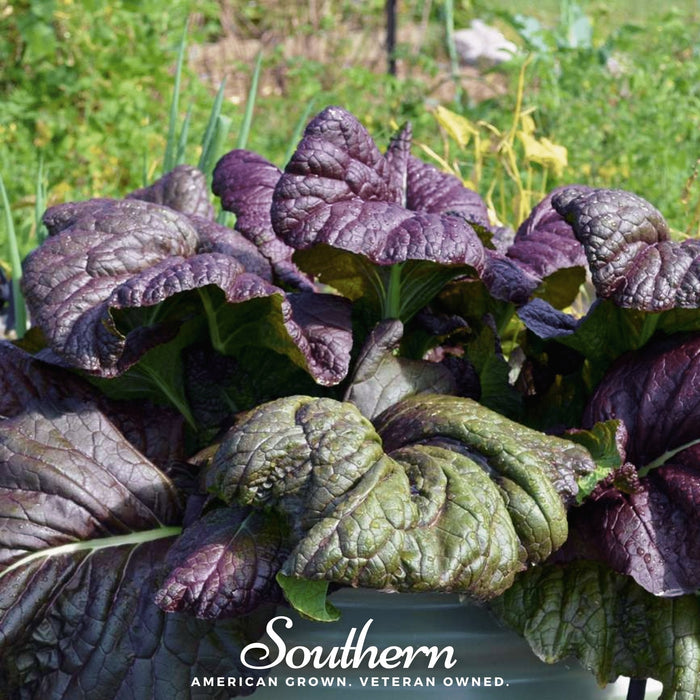 Osaka Purple Mustard