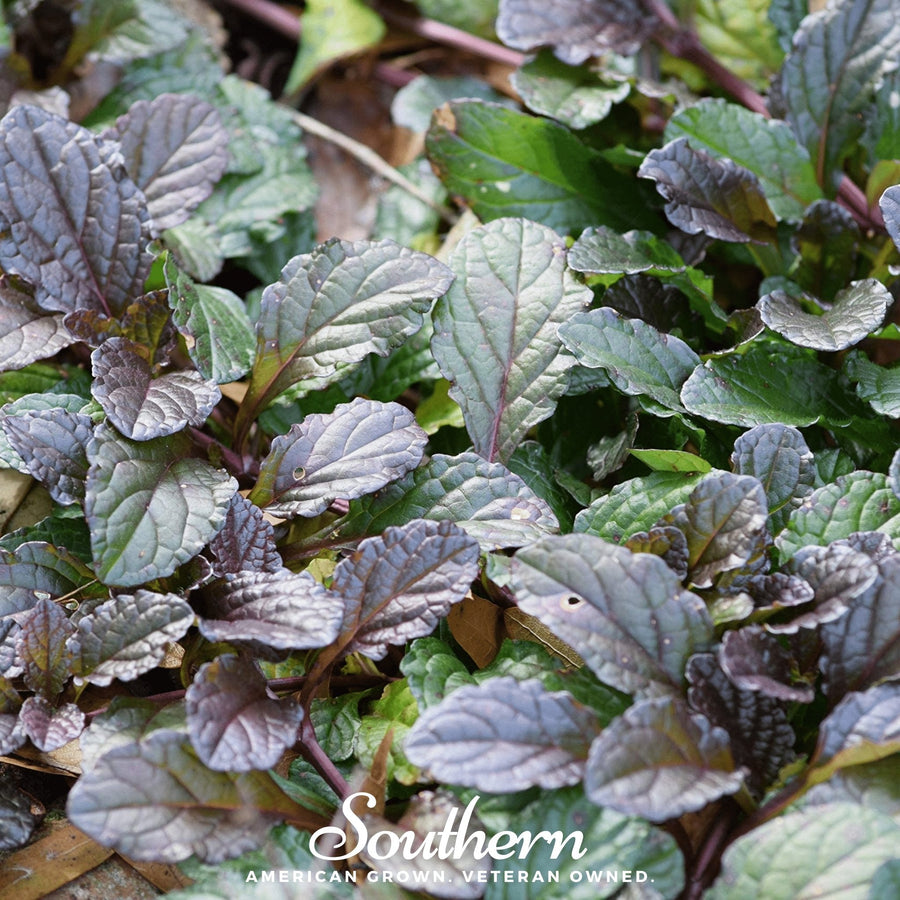 Osaka Purple Mustard