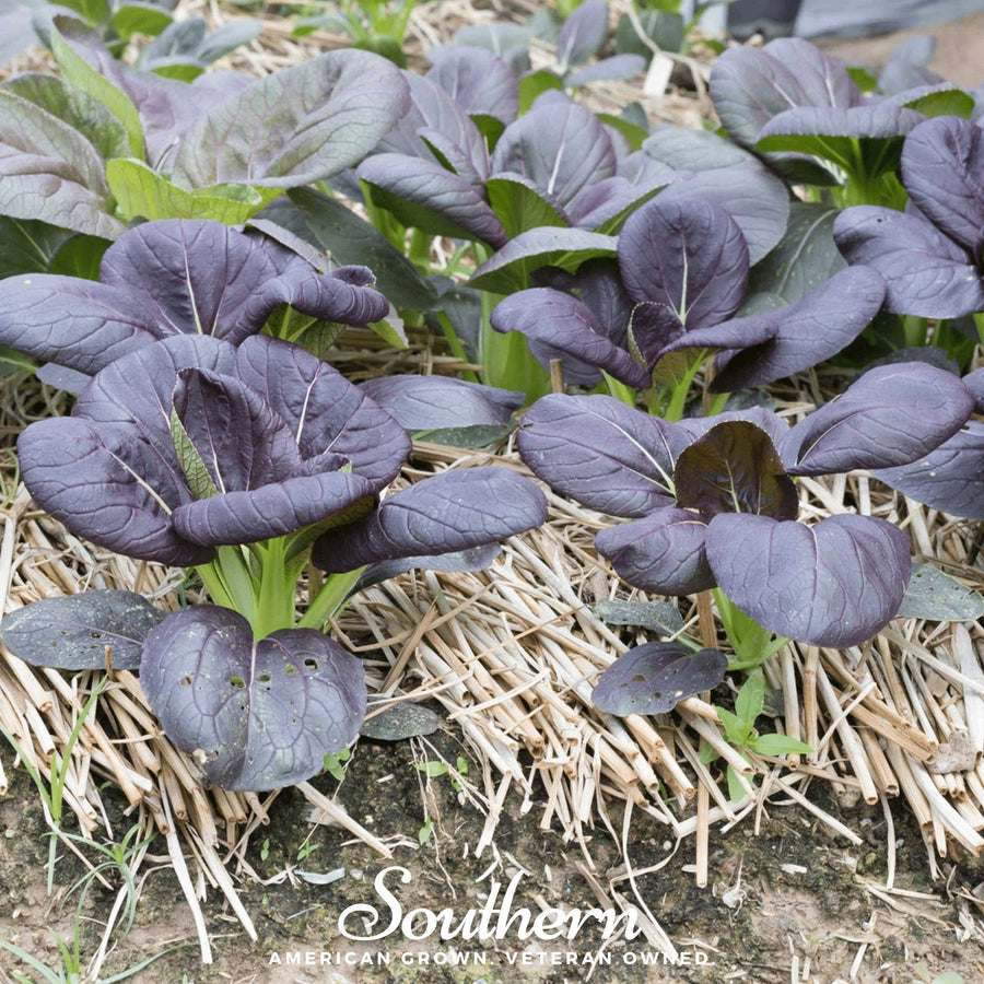 Osaka Purple Mustard