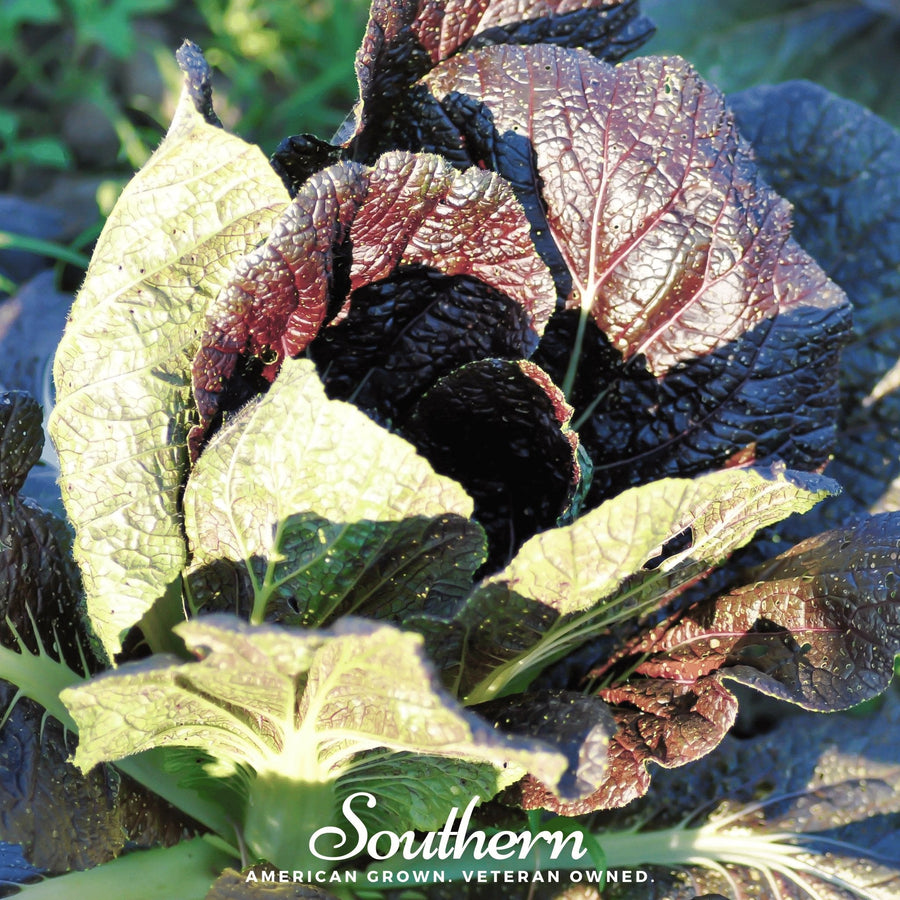 Red Giant Mustard