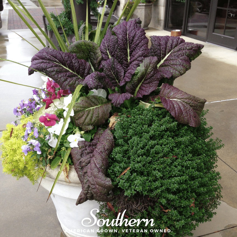 Red Giant Mustard