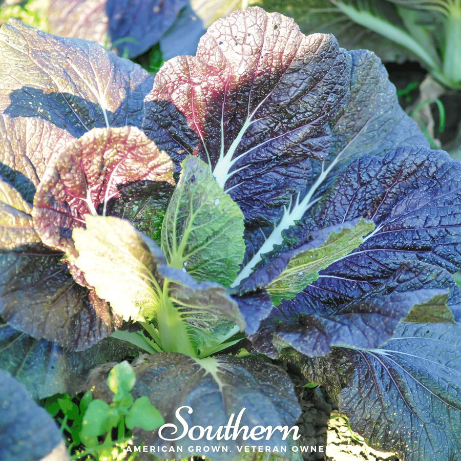 Red Giant Mustard