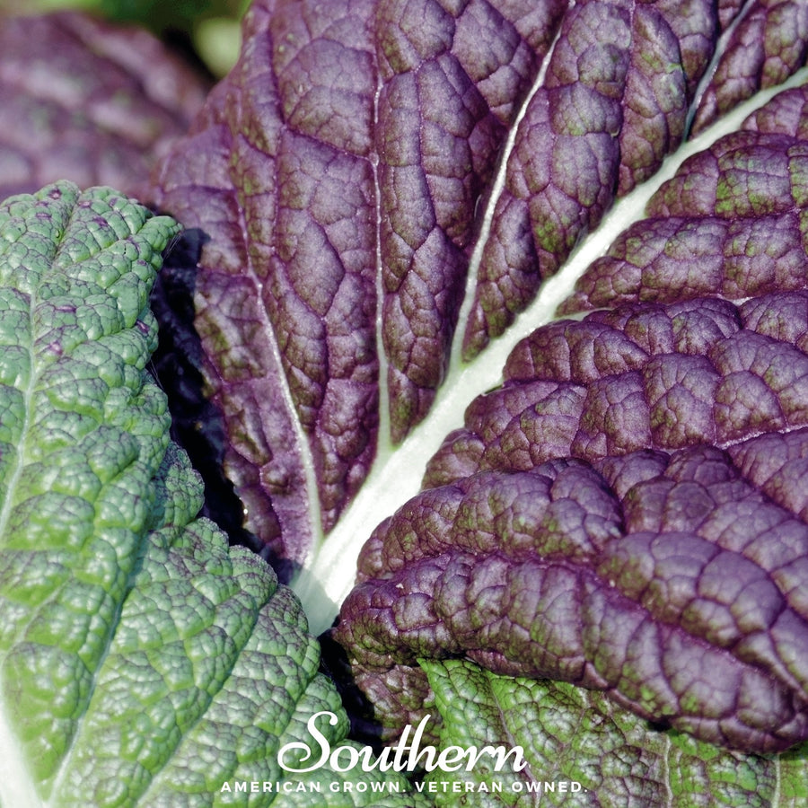 Red Giant Mustard