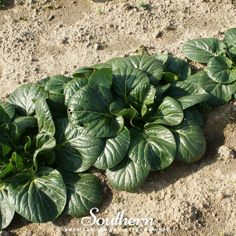 Tatsoi Mustard