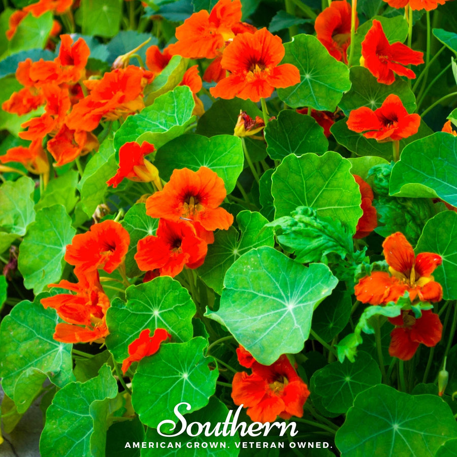 Empress of India Nasturtium – 25 Seeds