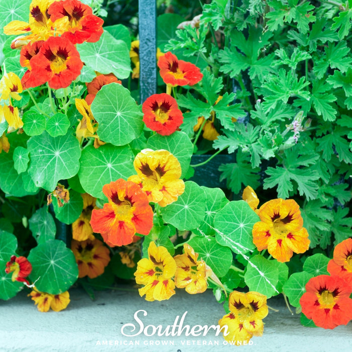Jewel Nasturtium Mix