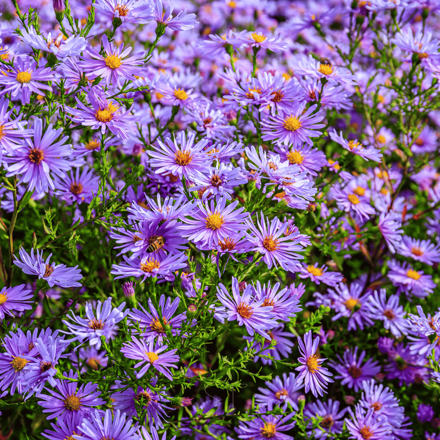 New England Aster – 200 Seeds