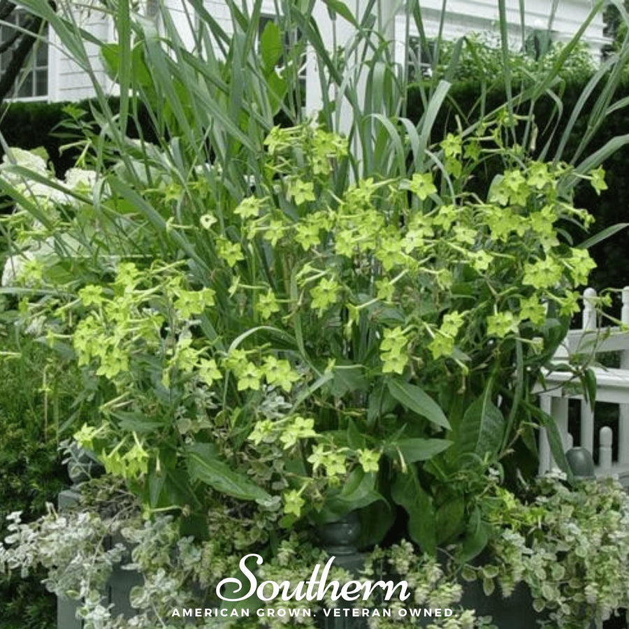 Lime Green Nicotiana