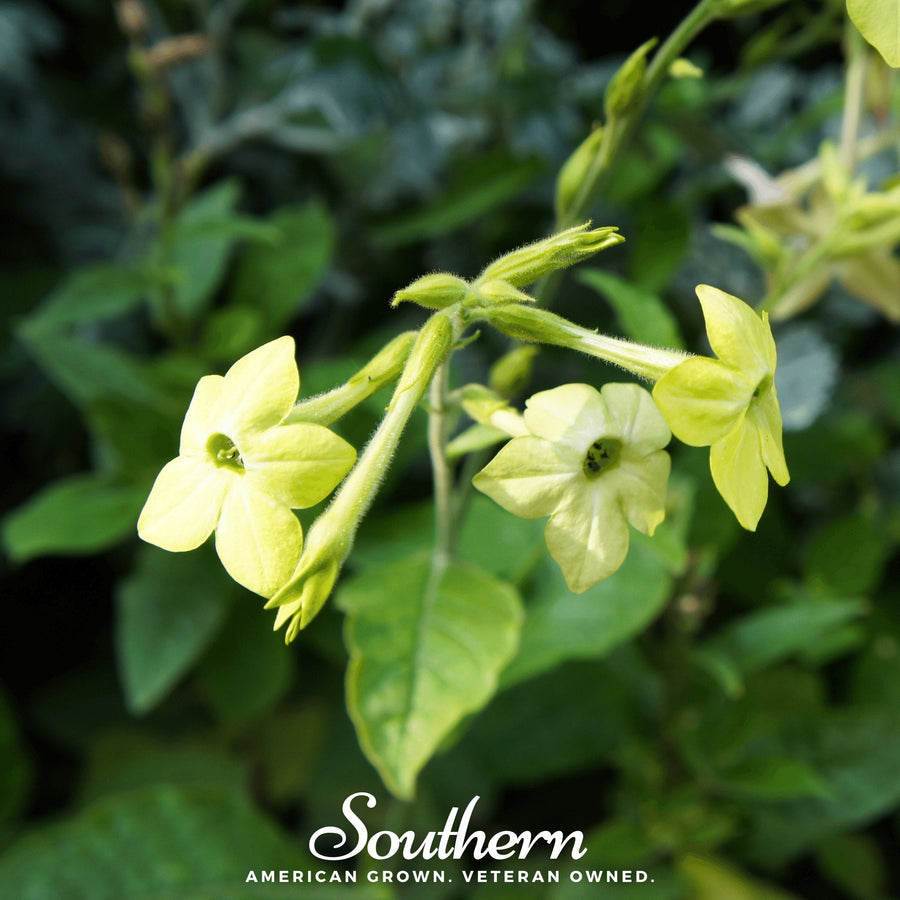 Lime Green Nicotiana
