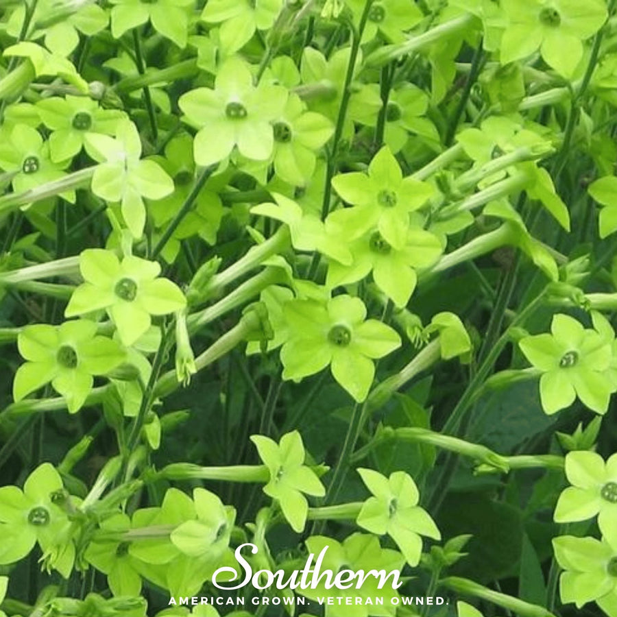 Lime Green Nicotiana
