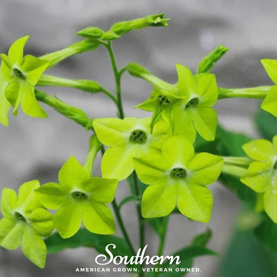 Lime Green Nicotiana