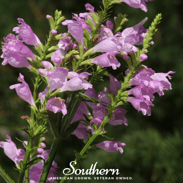 Obedient Plant