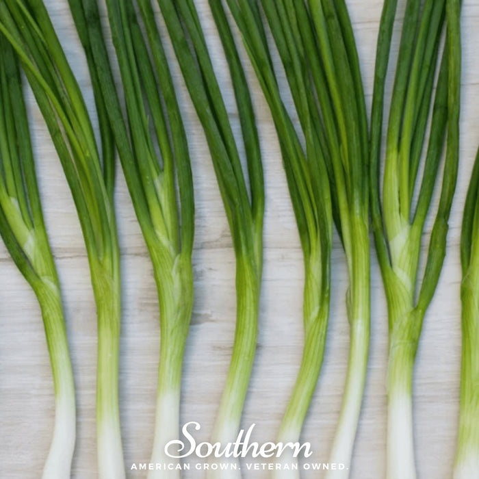 Evergreen Bunching Onion – 200 Seeds