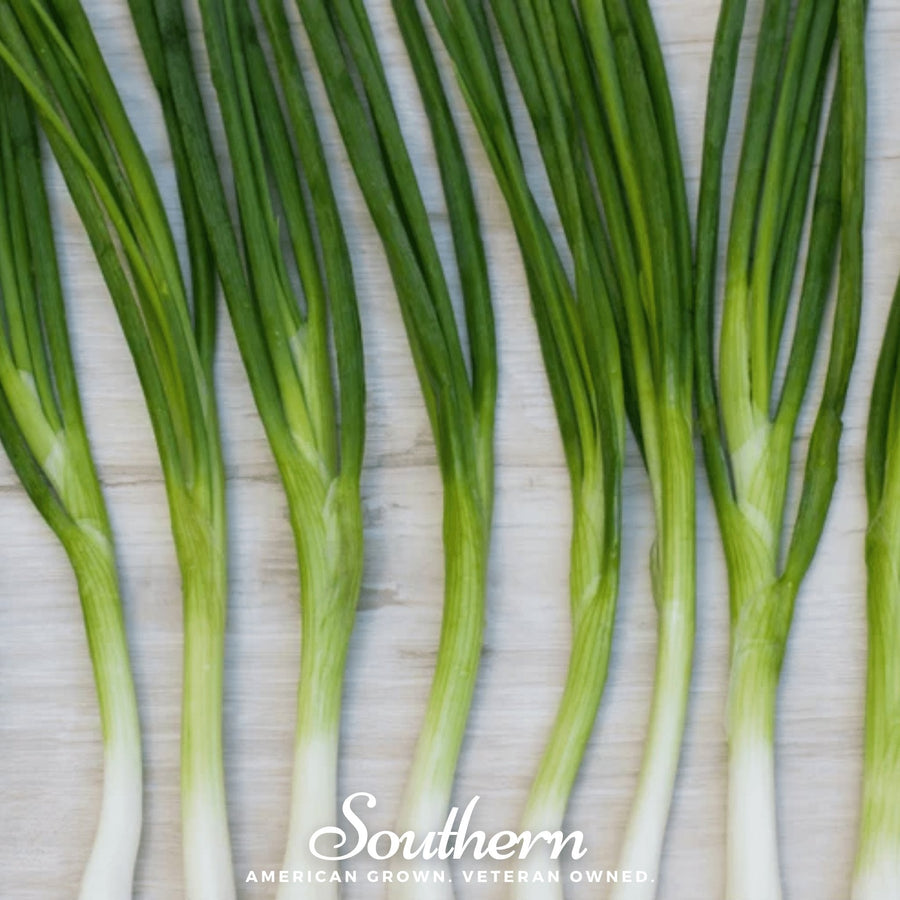 Evergreen Bunching Onion – 200 Seeds