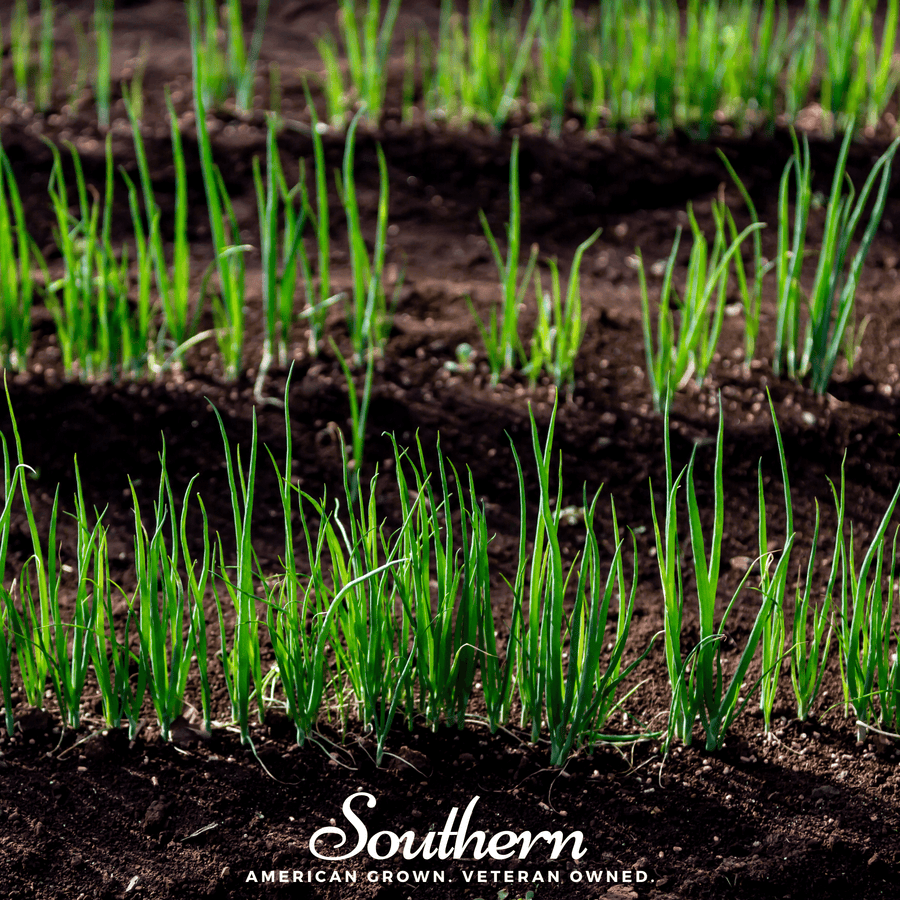 Evergreen Bunching Onion – 200 Seeds