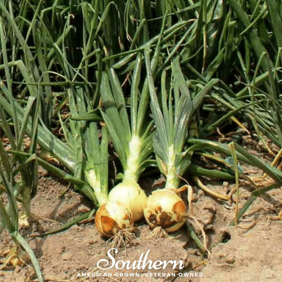 Spanish Yellow Sweet Onion – 200 Seeds
