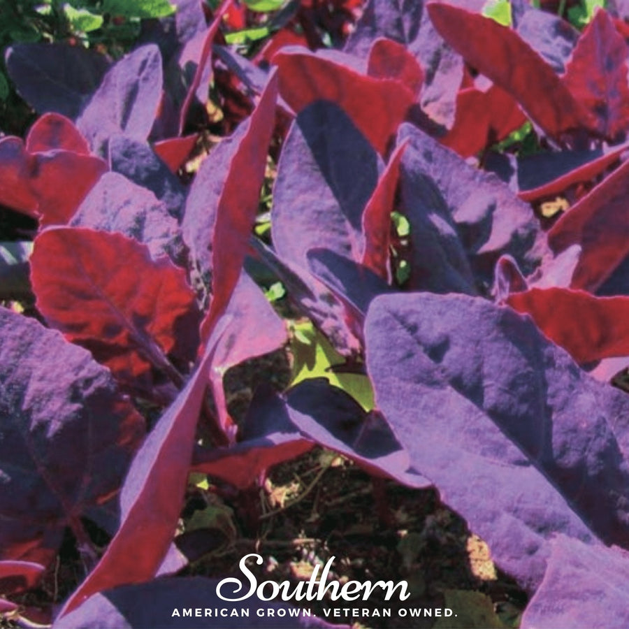 Ruby Red Orach