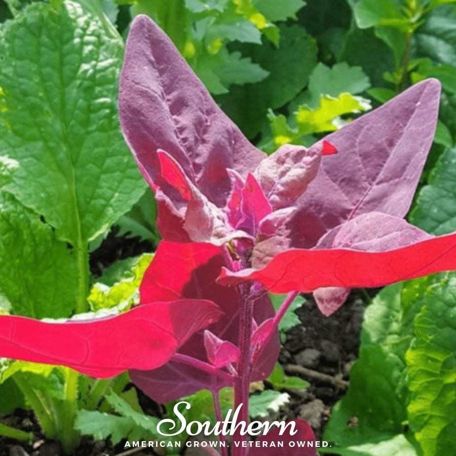 Ruby Red Orach