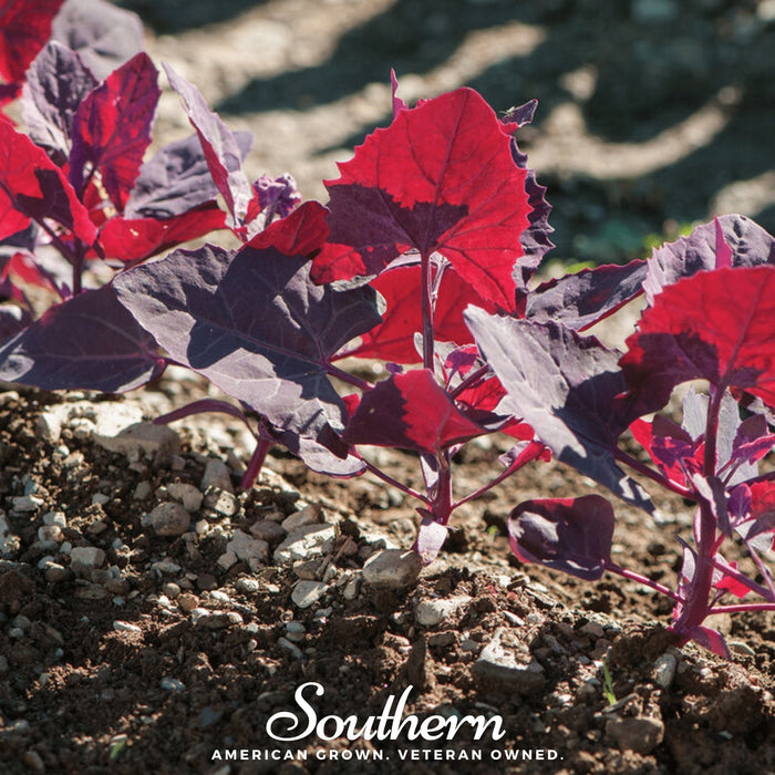 Ruby Red Orach