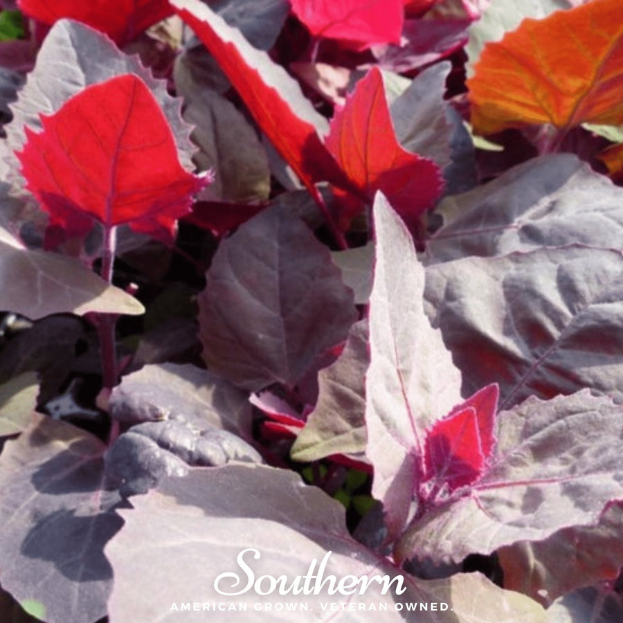 Ruby Red Orach