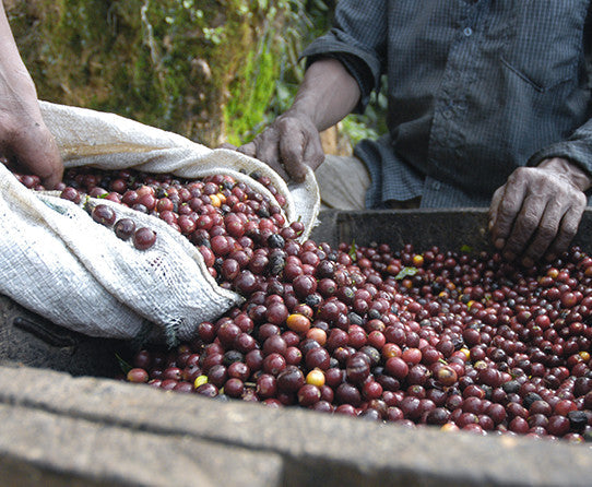 Harvested coffee cherries being poured from a sack