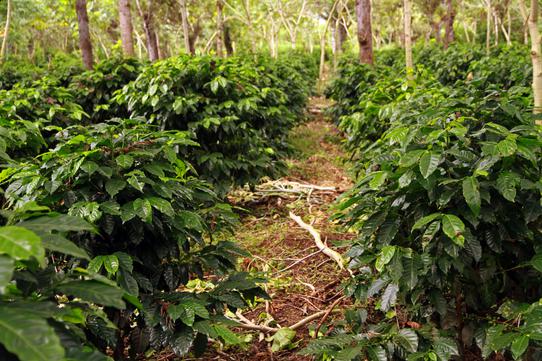 Coffee plants growing beside a path in the Guatemala Bella Carmona image gallery