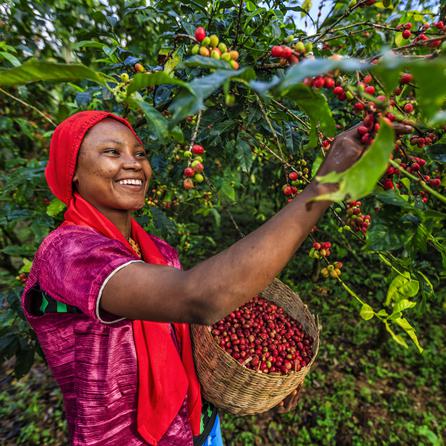 A person harvesting ripe coffee cherries