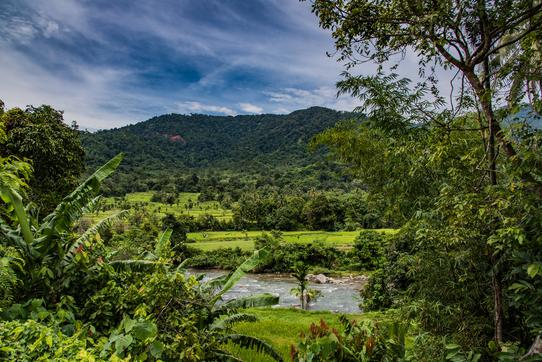 Terraced green landscape in the Sumatra Gayo coffee image gallery