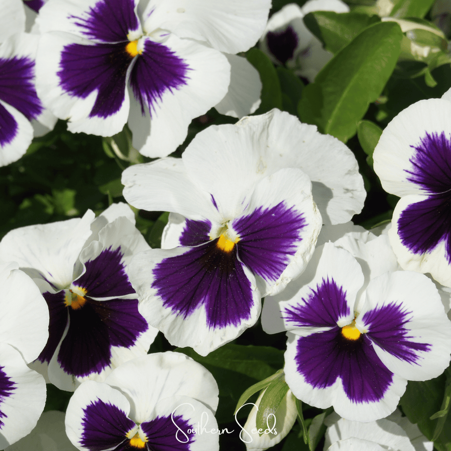 Swiss Giant Silverbride Pansy – 50 Seeds