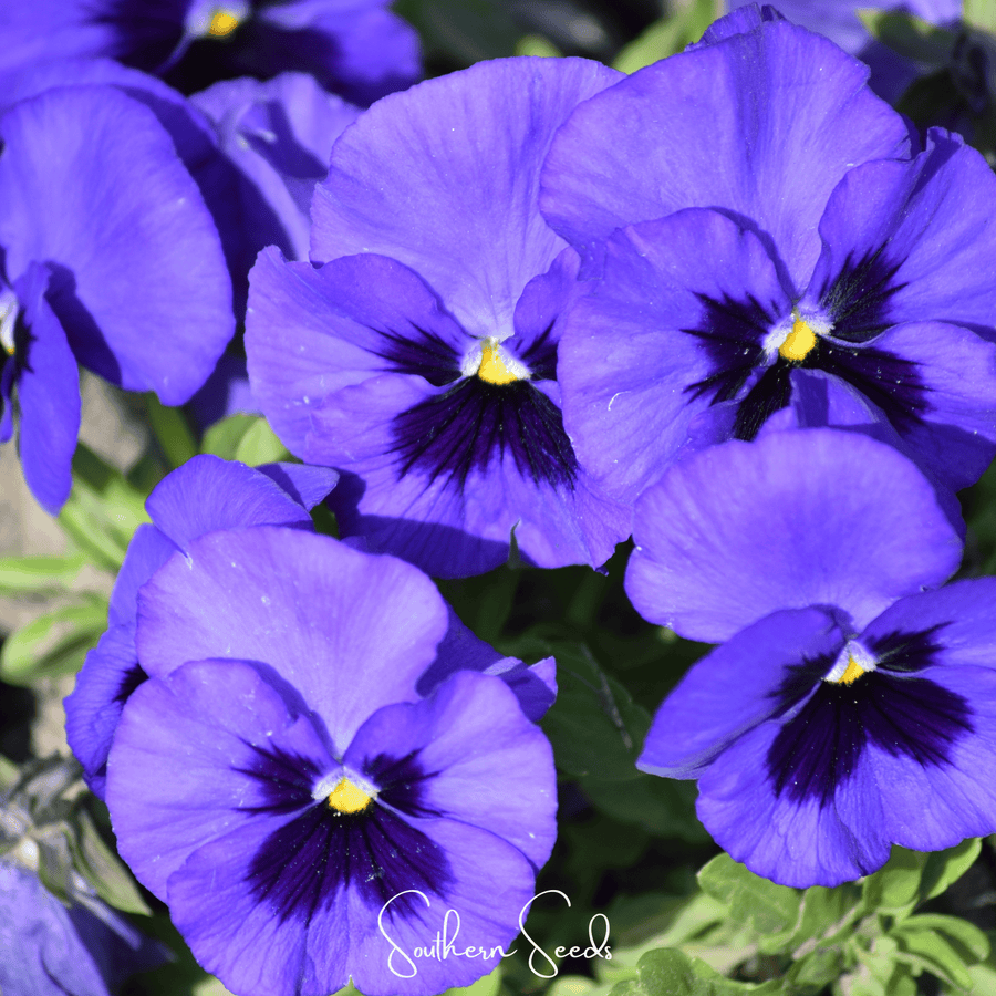 Swiss Giant Ullswater Pansy