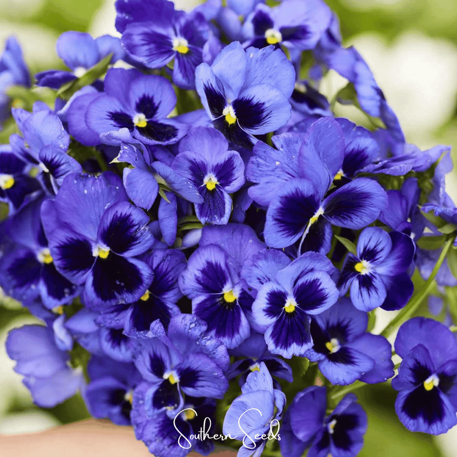 Swiss Giant Ullswater Pansy