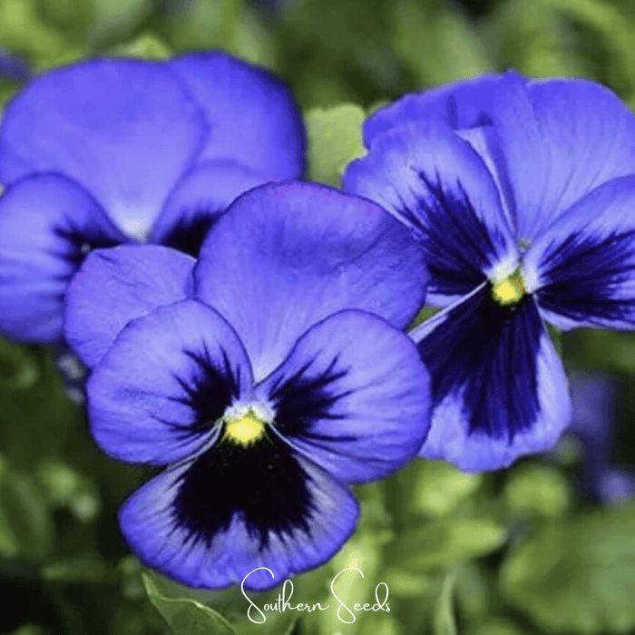 Swiss Giant Ullswater Pansy