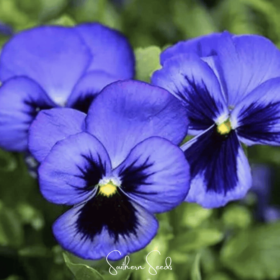 Swiss Giant Ullswater Pansy