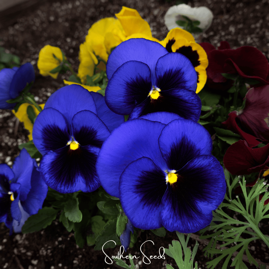 Swiss Giant Ullswater Pansy