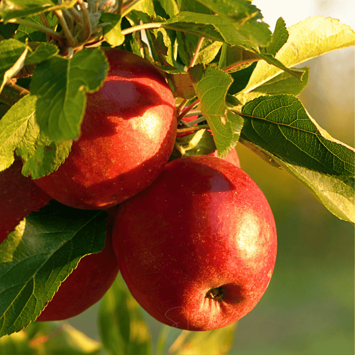 Paradise Apple Tree – 25 Seeds